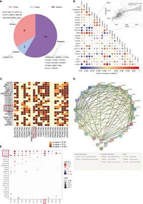 Molecular Characteristics, Prognostic Value, and Immune Characteristics of m6A Regulators Identified in Head and Neck Squamous Cell Carcinoma